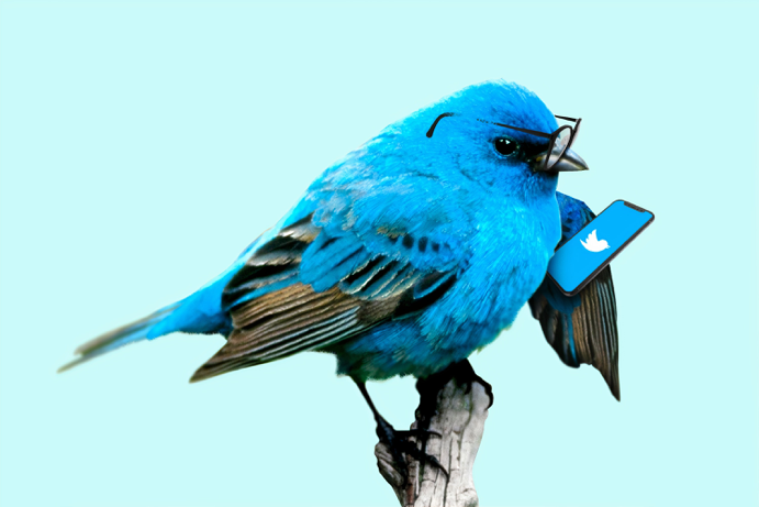 Blue twitter bird for social media data blog post